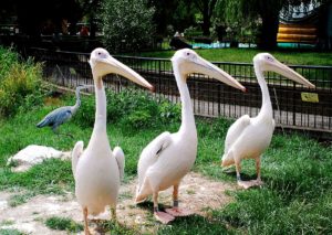 Pelikane im London Zoo