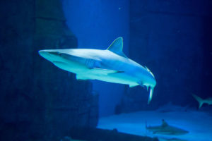 Hai im SEA LIFE London Aquarium