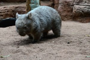 Wombat im WILD LIFE Sydney Zoo