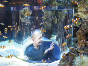 Clown-Fische im Two Oceans Aquarium