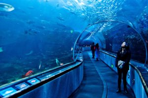 Unterwassertunnel im Aquarium of the Bay