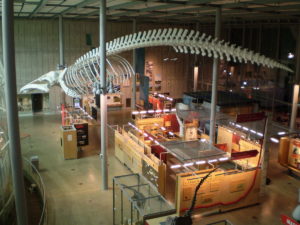 Ausstellungsraum in der California Academy of Sciences