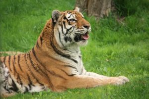 Tiger im Bronx Zoo