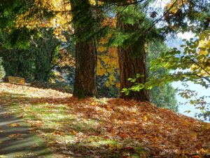 Der Stanley Park im Herbst