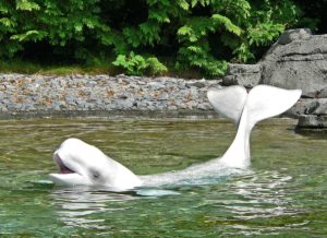 Beluga im Vancouver Aquarium