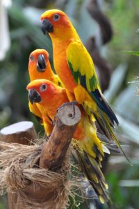 Vögel im Jurong Bird Park