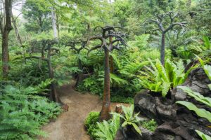 Bäume in den Singapore Botanic Gardens
