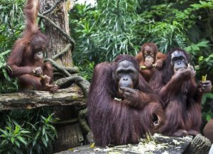 Orang-Utans im Singapore Zoo