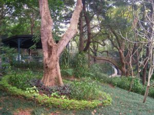 Bäume im Zoologisch-Botanischen Garten Hongkong