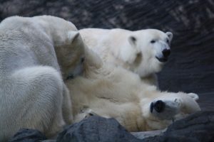 Eisbären im Zoo Prag