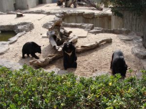 Bären im Madrid Zoo Aquarium